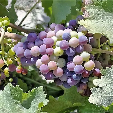 Agrolux Haven - Where Nature Meets Refined Comfort -Private Pool 别墅 Sálakos