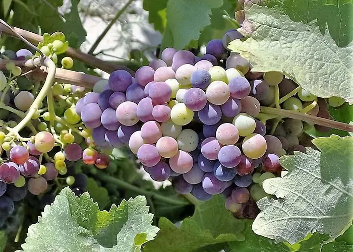 Agrolux Oasis - A Private Pool Escape In Lush Agricultural Serenity Villa Sálakos