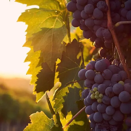 Vila Agrolux Haven - Where Nature Meets Refined Comfort -Private Pool *